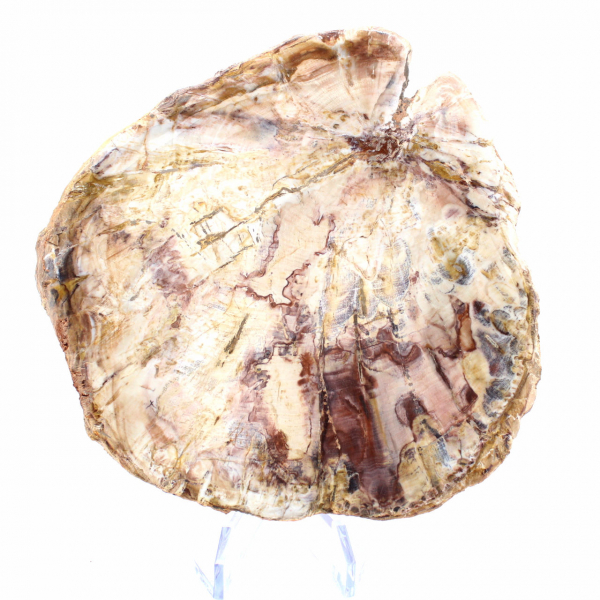 Legno pietrificato del Madagascar - Sezione lucidata per collezionisti