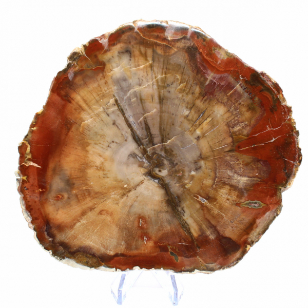 Fetta di legno fossilizzato - Minerale da collezione dal Madagascar