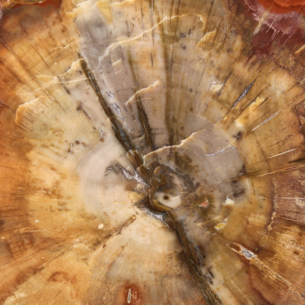 Fetta di legno fossilizzato - Minerale da collezione dal Madagascar