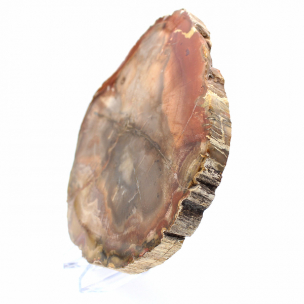 Legno di Majunga pietrificato - Fetta lucidata di origine naturale