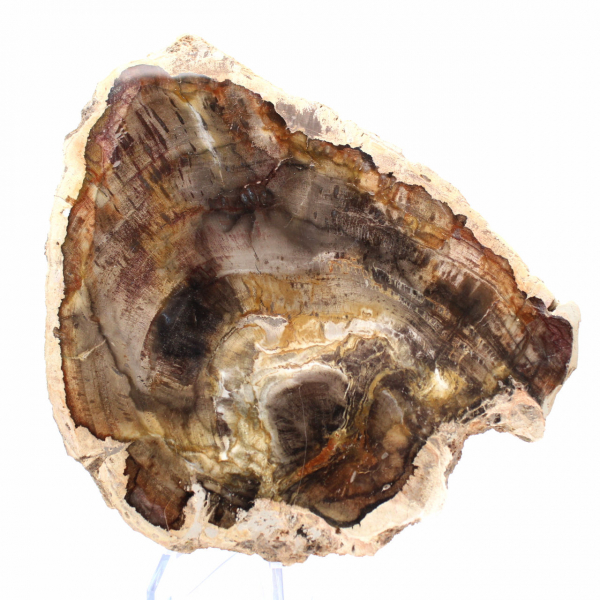 Fetta di legno silicizzato naturale - Esemplare dal Madagascar