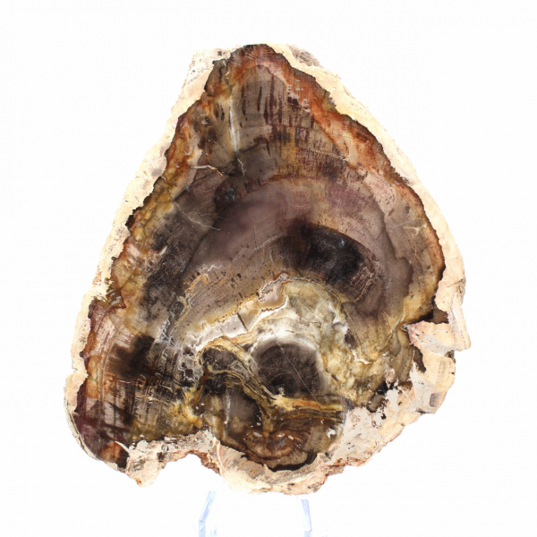 Fetta di legno silicizzato naturale - Esemplare dal Madagascar