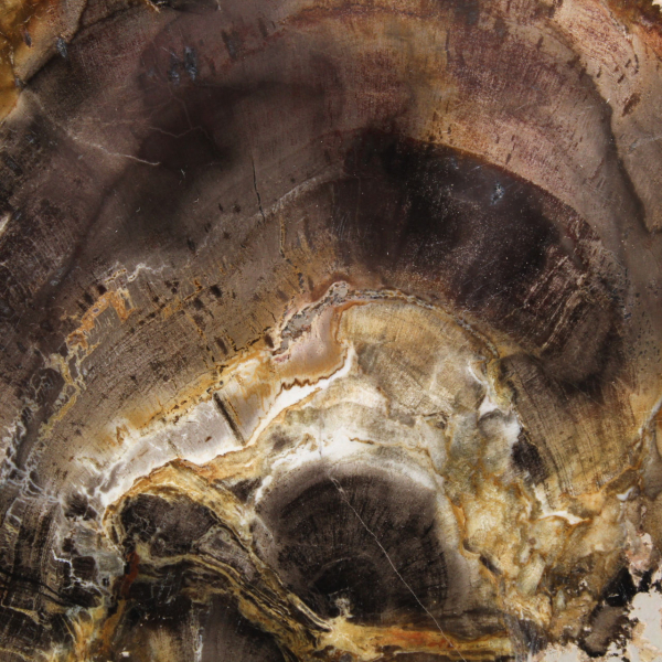 Fetta di legno silicizzato naturale - Esemplare dal Madagascar