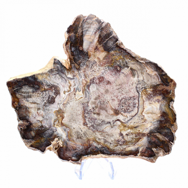 Legno fossilizzato del Madagascar - Fetta lucidata per collezionisti