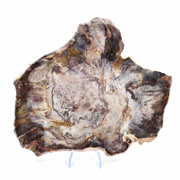 Legno fossilizzato del Madagascar - Fetta lucidata per collezionisti