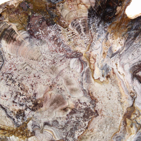 Legno fossilizzato del Madagascar - Fetta lucidata per collezionisti