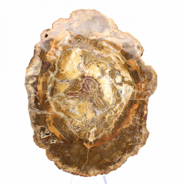 Piccola fetta di legno pietrificato - Autenticità dal Madagascar