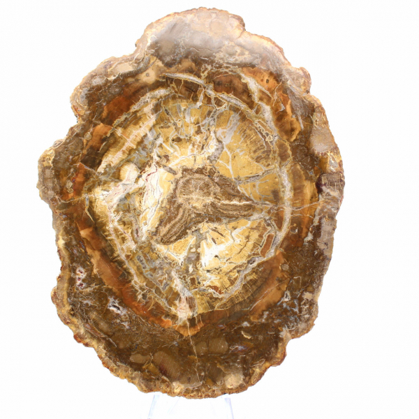 Piccola fetta di legno pietrificato - Autenticità dal Madagascar