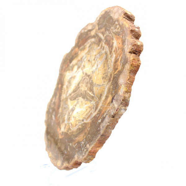 Piccola fetta di legno pietrificato - Autenticità dal Madagascar