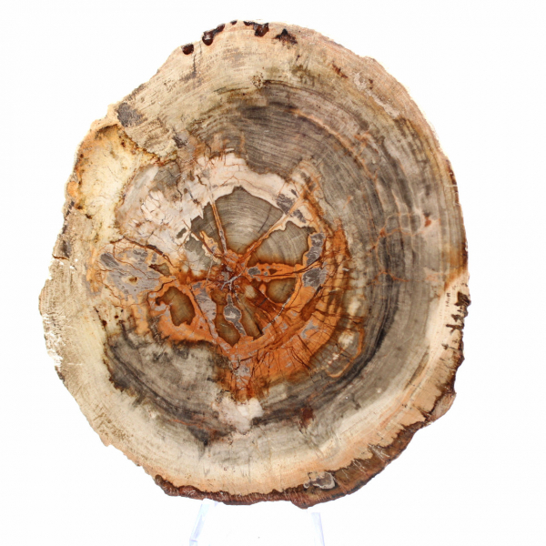 Fetta di legno pietrificato del Madagascar - Oggetto scientifico