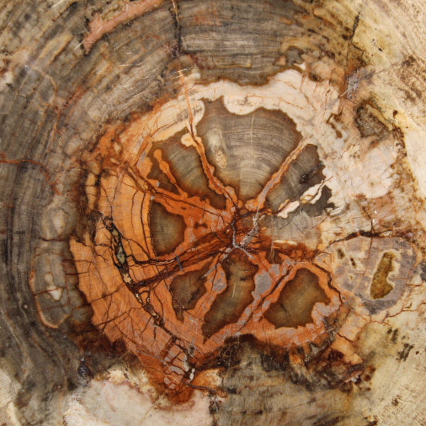 Fetta di legno pietrificato del Madagascar - Oggetto scientifico