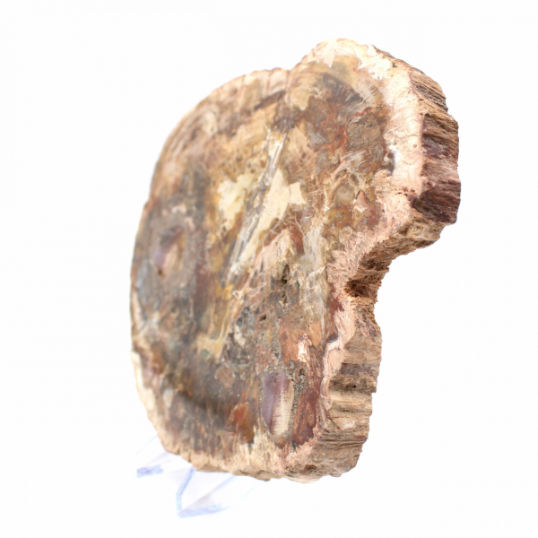 Grande fetta di legno pietrificato - Collezione Majunga