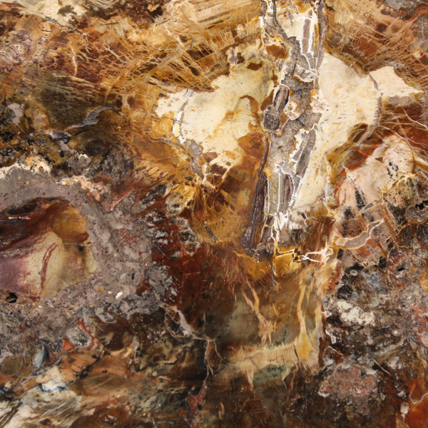 Grande fetta di legno pietrificato - Collezione Majunga