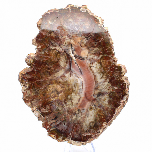 Legno fossilizzato del Madagascar - Grande fetta lucidata