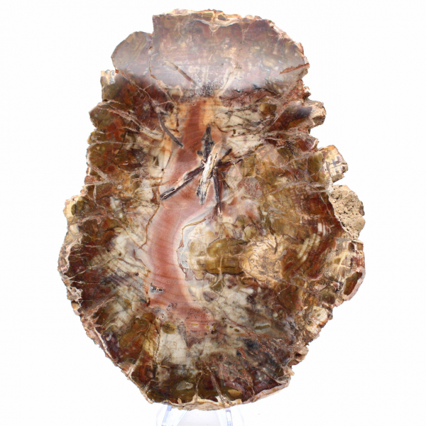 Legno fossilizzato del Madagascar - Grande fetta lucidata