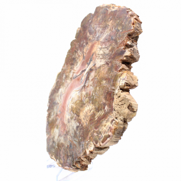 Legno fossilizzato del Madagascar - Grande fetta lucidata