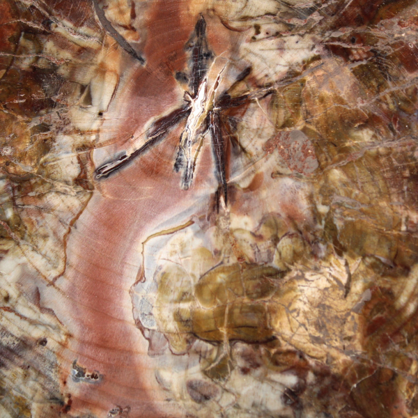 Legno fossilizzato del Madagascar - Grande fetta lucidata