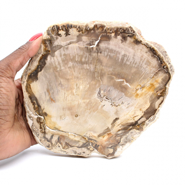 Fetta di legno pietrificato del Madagascar - Estetica minerale