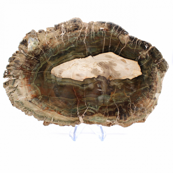 Fetta allungata di legno silicizzato - Origine: Madagascar