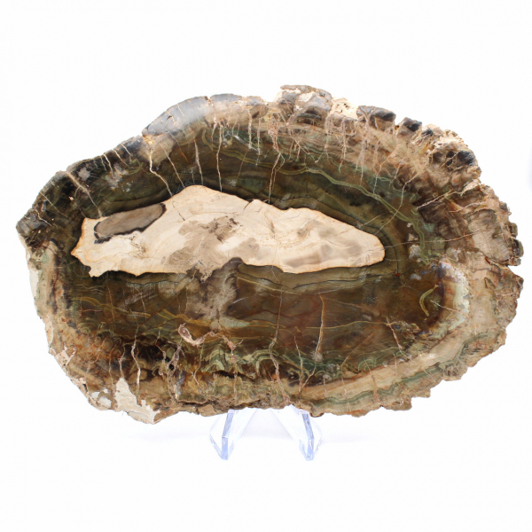 Fetta allungata di legno silicizzato - Origine: Madagascar