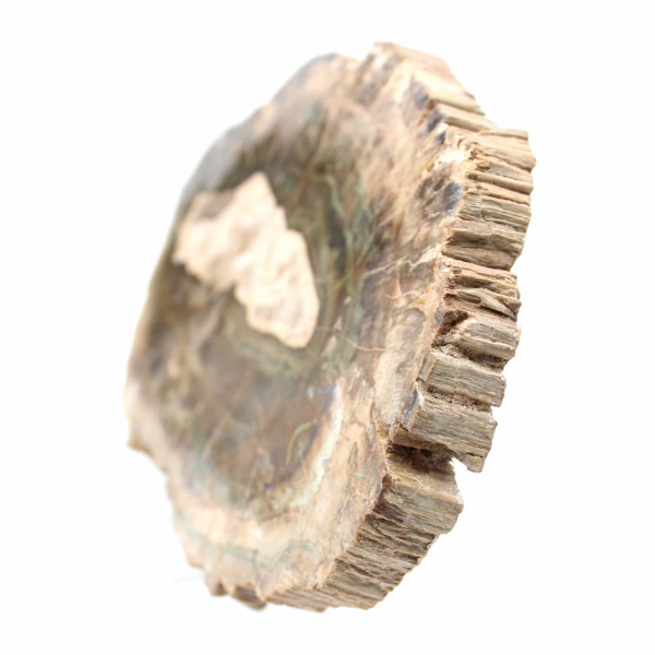 Fetta allungata di legno silicizzato - Origine: Madagascar