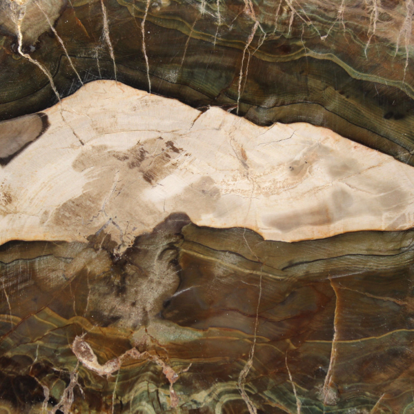 Fetta allungata di legno silicizzato - Origine: Madagascar