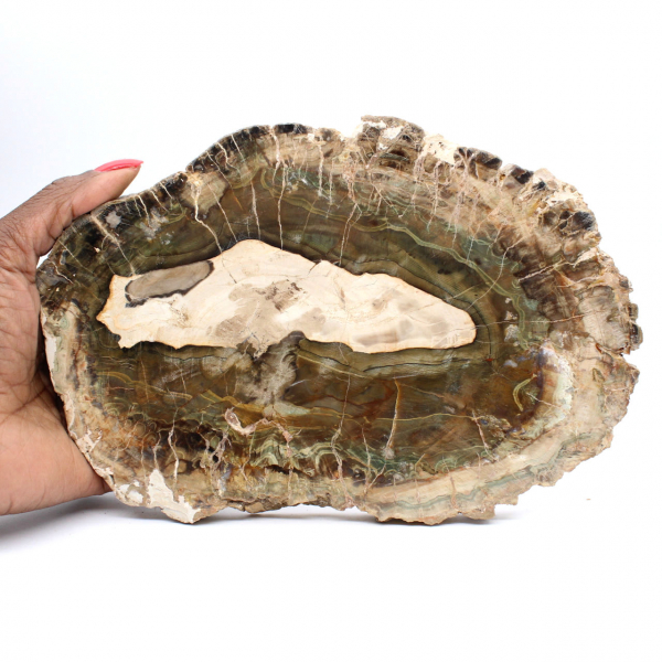 Fetta allungata di legno silicizzato - Origine: Madagascar