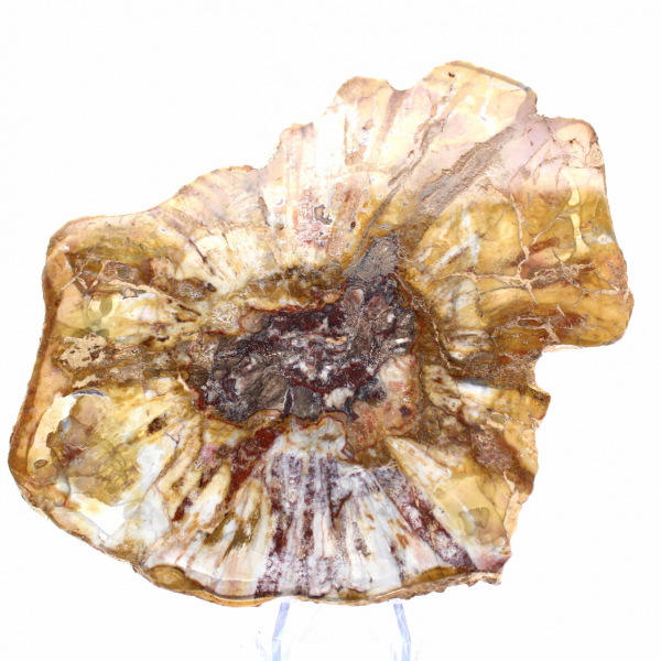 Sezione lucidata di legno fossile - Minerale di Majunga