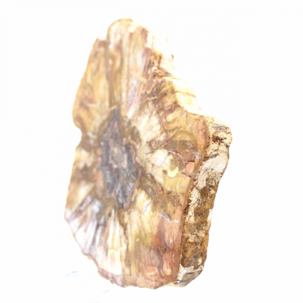 Sezione lucidata di legno fossile - Minerale di Majunga