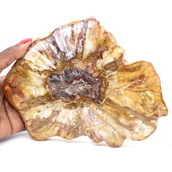 Sezione lucidata di legno fossile - Minerale di Majunga