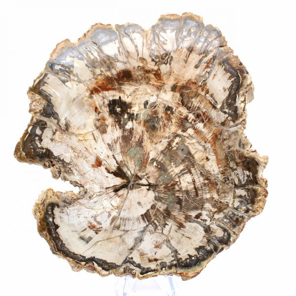 Grande fetta di legno pietrificato del Madagascar - Pezzo eccezionale