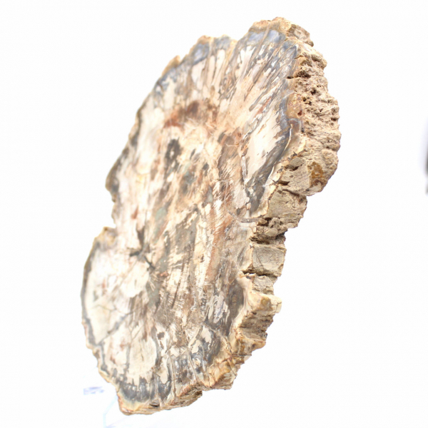 Grande fetta di legno pietrificato del Madagascar - Pezzo eccezionale