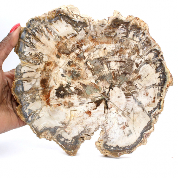 Grande fetta di legno pietrificato del Madagascar - Pezzo eccezionale