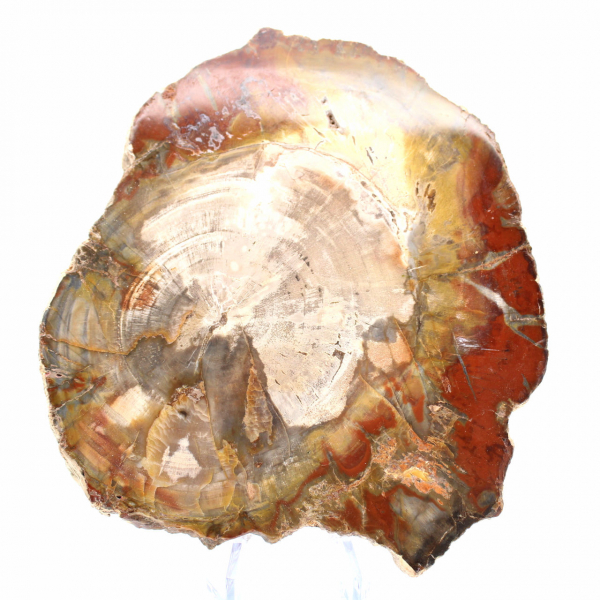 Legno pietrificato del Madagascar - Fetta quadrata da collezione