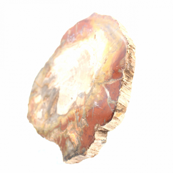 Legno pietrificato del Madagascar - Fetta quadrata da collezione