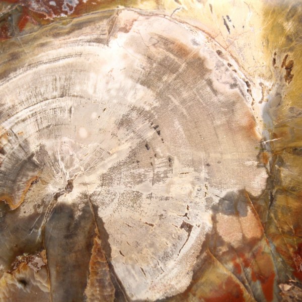 Legno pietrificato del Madagascar - Fetta quadrata da collezione