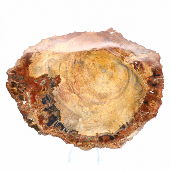 Fetta di legno fossile lucidata - Esemplare di Majunga