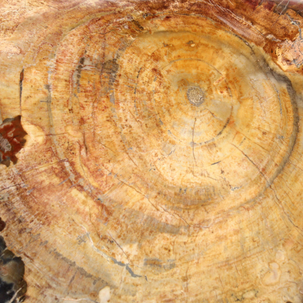 Fetta di legno fossile lucidata - Esemplare di Majunga