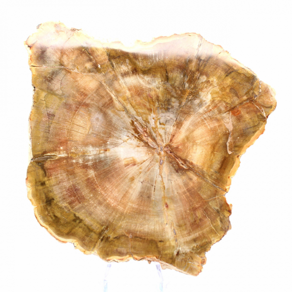 Sezione di legno pietrificato del Madagascar - Qualità da collezione