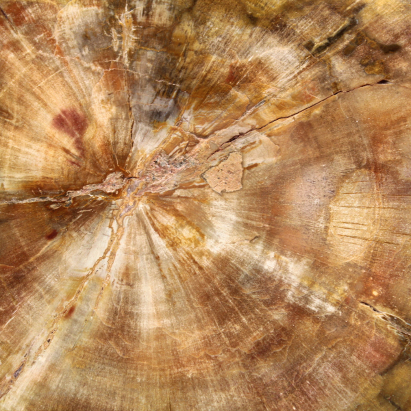 Sezione di legno pietrificato del Madagascar - Qualità da collezione