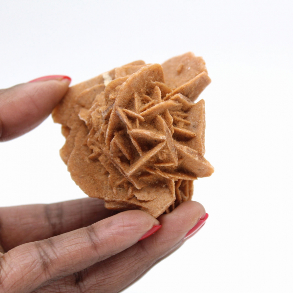 Cristalli di rosa del deserto marocchina per collezioni mineralogiche