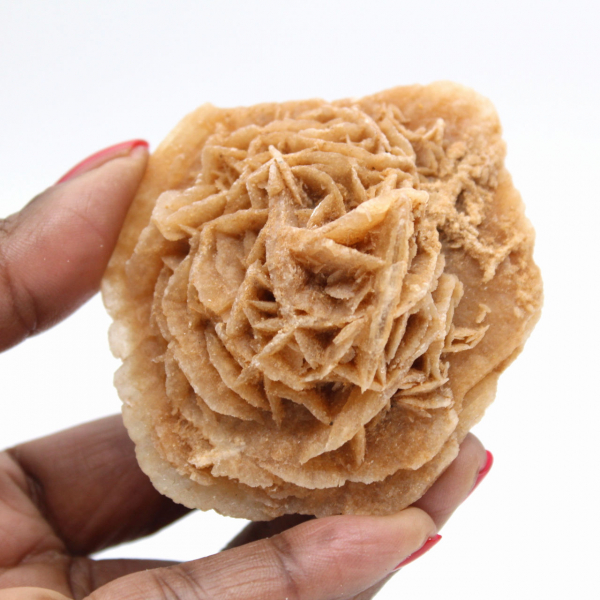 Rosa del deserto marocchina: enorme rosetta da collezione