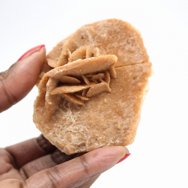 Rosetta minerale del Marocco: cristallizzazione del gesso