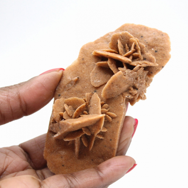 Rosa del deserto allungata del Marocco: un esemplare geologico