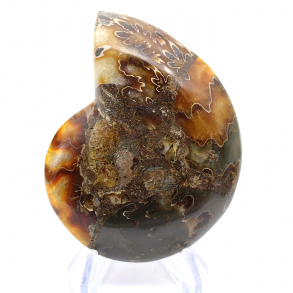 Ammonite del Madagascar con superficie lucida e non lucida