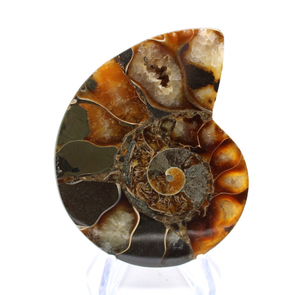 Ammonite del Madagascar con superficie lucida e non lucida