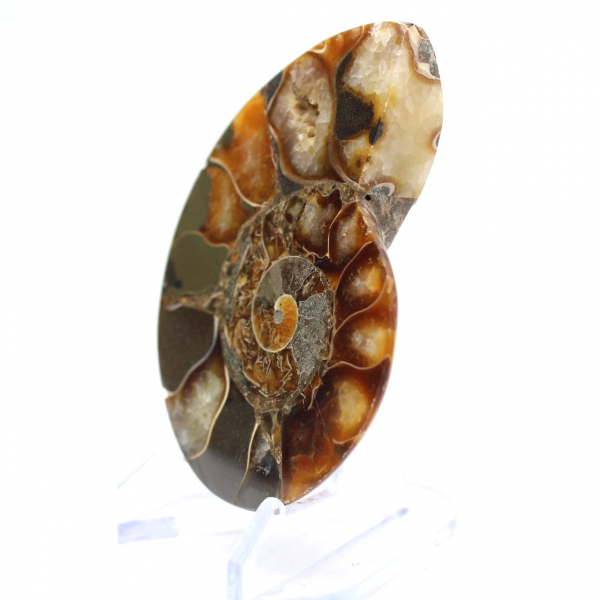 Ammonite del Madagascar con superficie lucida e non lucida
