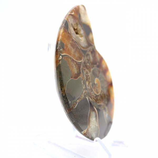 Ammonite del Madagascar con superficie lucida e non lucida