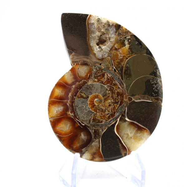 Fossile di ammonite levigata: esemplare da collezione