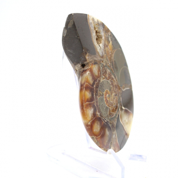 Fossile di ammonite levigata: esemplare da collezione